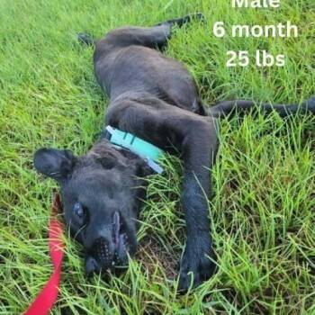 Arthur -  Labrador Retriever and Mixed Breed Dog for Adoption in Tomah, Wisconsin - Arthur | PetCurious