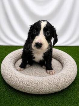 Aveda -  Mixed Breed Dog for Adoption in Covington, Louisiana - Aveda | PetCurious