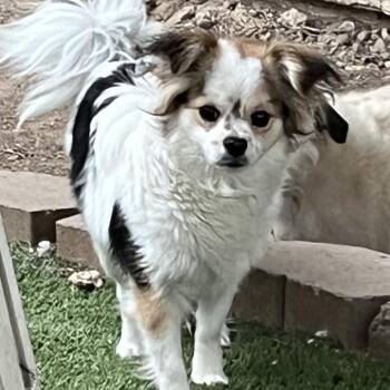 Papillon Dogs Available for Adoption - Eria | PetCurious