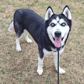 Midas -  Husky Dog for Adoption in Springdale, Arkansas - Midas | PetCurious