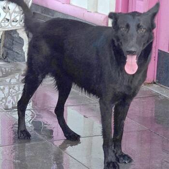 Rescue Shepherd Dogs for Adoption in Longview, Texas - Bella | PetCurious