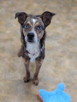 Husky Dogs Available for Adoption - Bluey | PetCurious