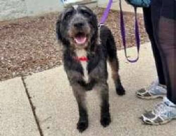 Cheerliee -  German Wirehaired Pointer Dog for Adoption in Sudbury, Massachusetts - Cheerliee | PetCurious