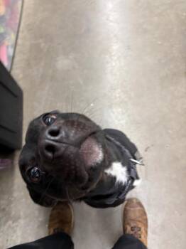 Mixed Breed Dogs Available for Adoption - Alphie | PetCurious