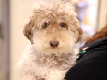 Rescue Poodle and Mixed Breed Dogs for Adoption in Virginia Beach, Virginia - Cudi | PetCurious
