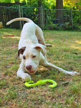 Fox Terrier and Mixed Breed Dogs Available for Adoption in Lawrenceville, Georgia - Margo | PetCurious
