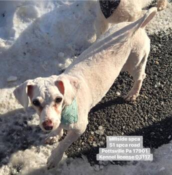 Bichon Frise Dogs Available for Adoption - Brenda | PetCurious