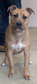 Pit Bull Terrier Dogs Available for Adoption in Hagerstown, Maryland - TONIC | PetCurious