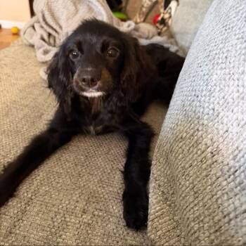 Prince -  Cavalier King Charles Spaniel and Mixed Breed Dog for Adoption in Shorewood, Illinois - Prince | PetCurious