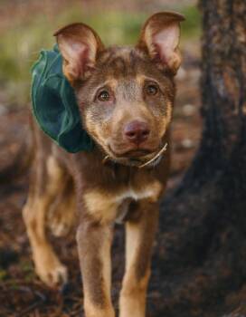 Reina Vertena -  Australian Cattle Dog Blue Heeler Dog for Adoption in Fort Lupton, Colorado - Reina Vertena | PetCurious