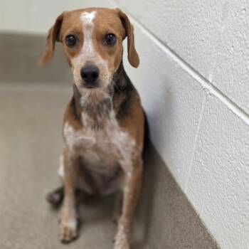 Rescue Beagle Dogs for Adoption in Chatham, Virginia - Etta | PetCurious