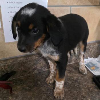 Cattle Dog and Mixed Breed Dogs Available for Adoption in Eureka Springs, Arkansas - Mocha | PetCurious