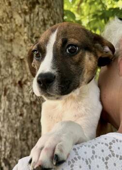 Hound Dogs Available for Adoption in Washington, District Of Columbia - Babe Pickles | PetCurious