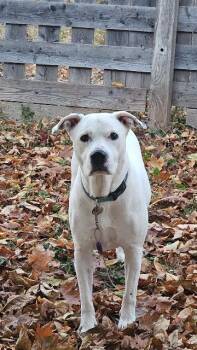 Caine -  Boxer Dog for Adoption in Greensburg, Indiana - Caine | PetCurious