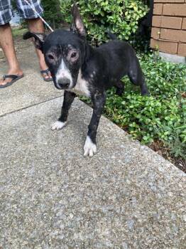 PRINCESS -  Mixed Breed Dog for Adoption in Dallas, Texas - PRINCESS | PetCurious