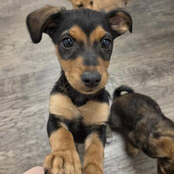 Mox -  Chihuahua Dog for Adoption in Redmond, Washington - Mox | PetCurious