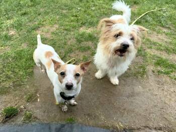 Maltese and Chihuahua Dogs Available for Adoption in Plymouth, Connecticut - ALICE Brady Bunch | PetCurious