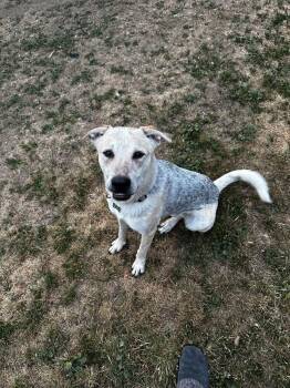 Shepherd Dogs Available for Adoption in Broomfield, Colorado - ARTHUR | PetCurious