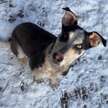Husky Dogs Available for Adoption in Clavet, Saskatchewan - Missy | PetCurious