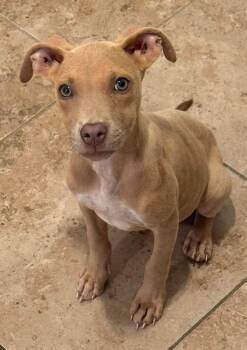 Darby -  Terrier Dog for Adoption in Baker, Louisiana - Darby | PetCurious