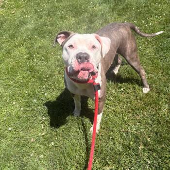 Larnold -  Pit Bull Terrier Dog for Adoption in Philadelphia, Pennsylvania - Larnold | PetCurious