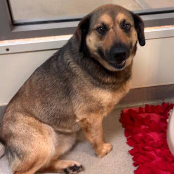 Charli -  Mixed Breed Dog Available for Adoption in Lynchburg, Virginia - Charli | PetCurious