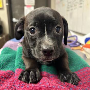 cinder -  Mixed Breed Dog for Adoption in Yuma, Arizona - Cinder | PetCurious