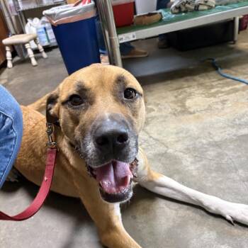 Anatolian Shepherd and Mixed Breed Dogs Available for Adoption in Columbus, North Carolina - Tank | PetCurious