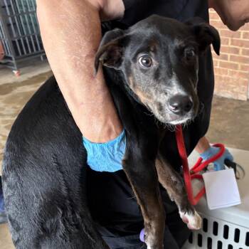 Hound Dogs Available for Adoption in Birmingham, Alabama - Champ | PetCurious