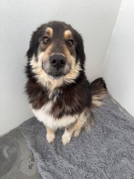 Husky and Border Collie Dogs Available for Adoption in Yellowknife, Northwest Territories - Thumper | PetCurious