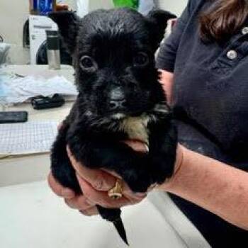 Mixed Breed Dogs Available for Adoption - Gunther | PetCurious