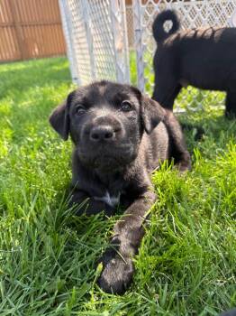 Tempo -  Australian Cattle Dog Blue Heeler and Border Collie Dog for Adoption in Fort Lupton, Colorado - Tempo | PetCurious
