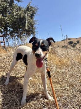 *Hunter Green -  Jack Russell Terrier and Parson Russell Terrier Dog for Adoption in Pittsburg, California - *Hunter Green | PetCurious