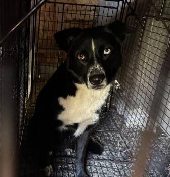 SWEET TEA -  Border Collie and Mixed Breed Dog for Adoption in Grand Prairie, Texas - SWEET TEA | PetCurious