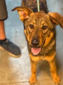 Shepherd and Mixed Breed Dogs Available for Adoption in Bowling Green, Kentucky - Whiskey | PetCurious