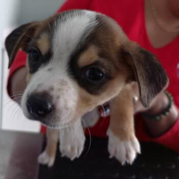 Emory -  Mixed Breed Dog for Adoption in Leander, Texas - Emory | PetCurious
