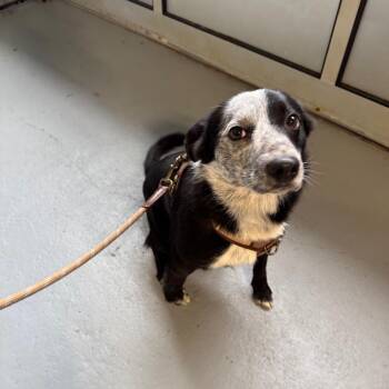 Australian Shepherd and Mixed Breed Dogs Available for Adoption in Tacoma, Washington - Roscoe | PetCurious