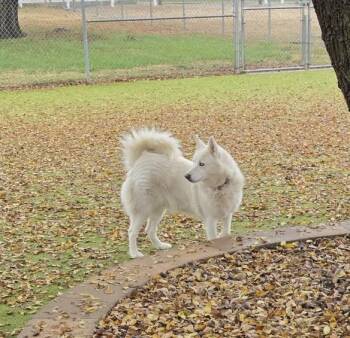 Rescue Husky and Shepherd Dogs for Adoption in Sterling, Kansas - Bella | PetCurious