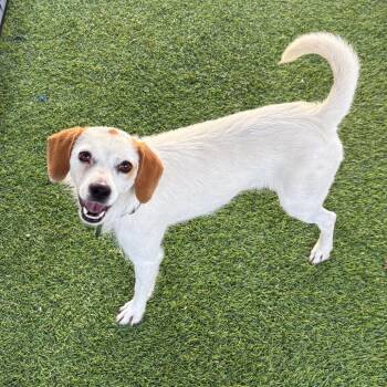 Wirehaired Terrier Dogs Available for Adoption in Tampa, Florida - Birdie | PetCurious