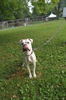 Blanko -  Mixed Breed Dog for Adoption in West Chester, Pennsylvania - Blanko | PetCurious