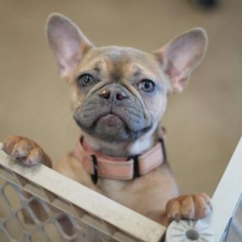 French Bulldog Dogs Available for Adoption - Remi | PetCurious