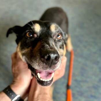 Mellow - In Foster -  Shepherd Dog for Adoption in Grand Rapids, Michigan - Mellow - In Foster | PetCurious
