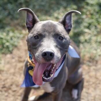 DRACO -  American Staffordshire Terrier Dog for Adoption in San Antonio, Texas - DRACO | PetCurious