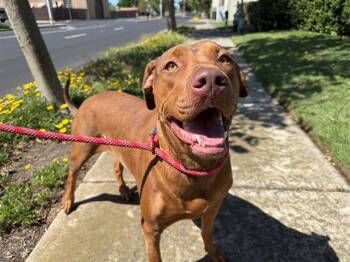 Rhodesian Ridgeback and Mixed Breed Dogs Available for Adoption in Antioch, California - WAFFLE | PetCurious