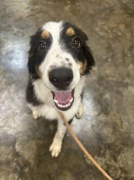Rip -  Border Collie Dog for Adoption in Osage Beach, Missouri - Rip | PetCurious