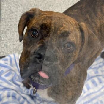 Piper -  Mixed Breed Dog for Adoption in Mentor, Ohio - Piper | PetCurious