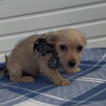 Mario -  Chihuahua Dog for Adoption in Newberg, Oregon - Mario | PetCurious