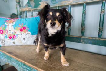 Papillon and Dachshund Dogs Available for Adoption - Missy Prissy Pants | PetCurious