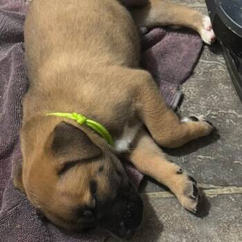 Macy -  American Staffordshire Terrier Dog for Adoption in San Antonio, Texas - Macy | PetCurious