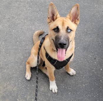 Rescue Husky and Shepherd Dogs for Adoption in Fullerton, California - Summer | PetCurious
